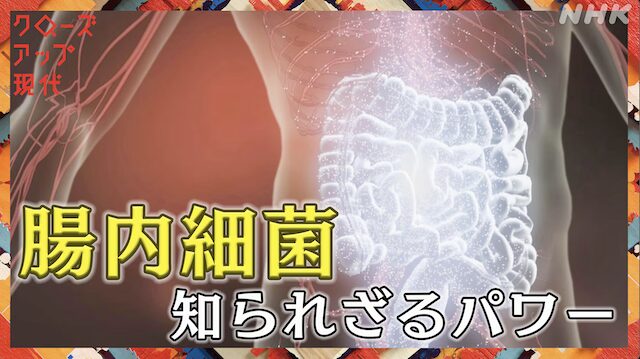NHK クローズアップ現代「腸内細菌知られざるパワー」より