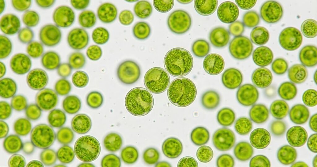 クロレラの幾何級数的細胞分裂の図解。C.G.F.の働きにより、0時間から20時間で細胞が4倍に増殖するサイクルを示した青写真。