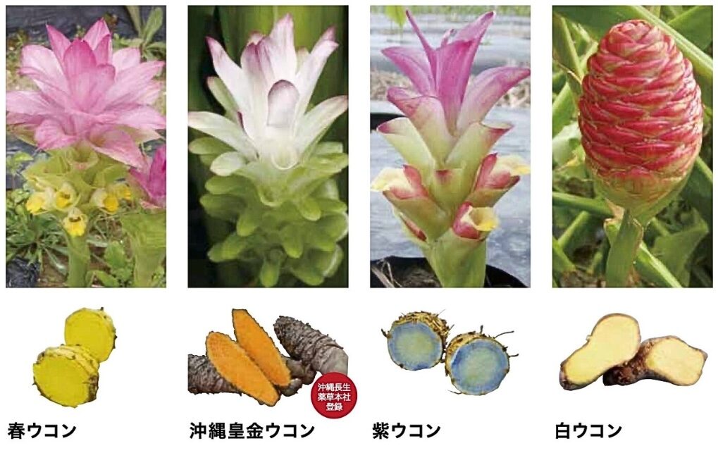 春ウコン・沖縄皇金ウコン・紫ウコン・白ウコンの花と根茎の断面を並べた4種比較写真