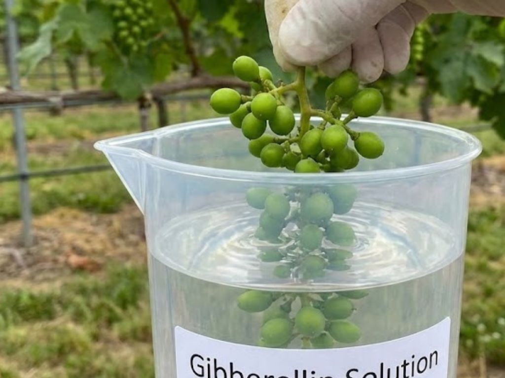 ブドウ畑で農家がジベレリン溶液の入ったビーカーに、若いブドウの房を浸している作業風景。種無しブドウを作るためのジベレリン処理の様子。