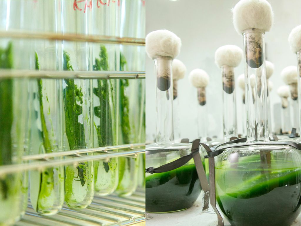 培養プールの前に厳選された株のみで研究室の試験管内で培養されている様子。