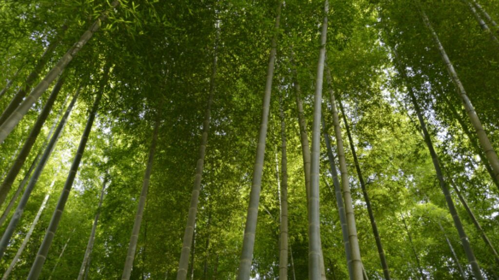 宮崎県「竹炭の里」の自社竹林。東京ドーム1個分の敷地で育てられた有機孟宗竹の風景