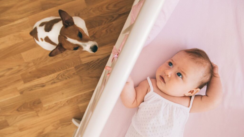 ベビーベッドの赤ちゃんとそばで見守る犬。家庭内の化学物質は、体の小さな家族に大きな影響を与える