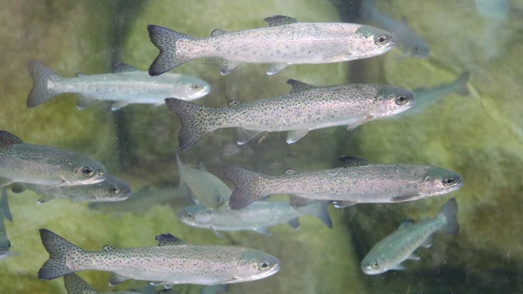 「養殖場のニジマス（トラウトサーモン）。身はまだ白く、スーパーに並ぶあのオレンジ色は飼料による着色で作られる。」