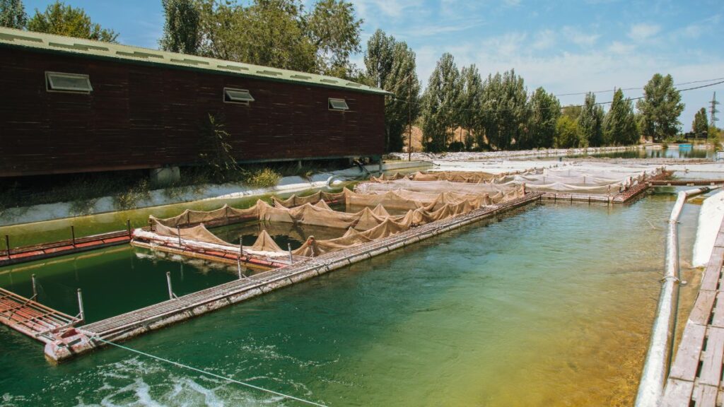 「サーモンの養殖場。網で仕切られた狭い水槽に大量の魚が詰め込まれ、抗生物質入りの飼料が投与される環境だ。」