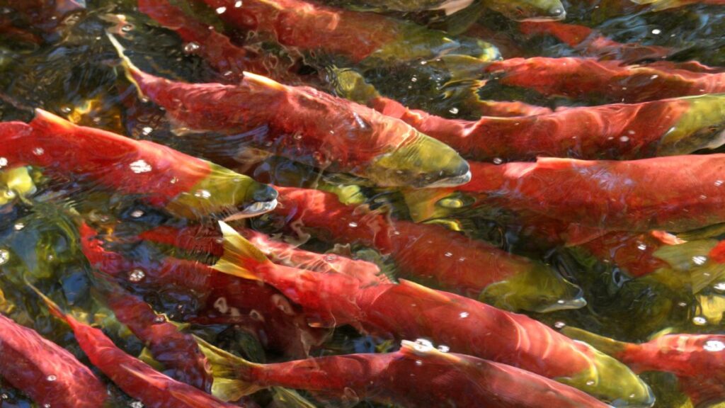 「産卵のために川を遡上する天然の紅鮭。体を真っ赤に染めるアスタキサンチンは、激流を乗り越えるための"命の鎧"だ。」