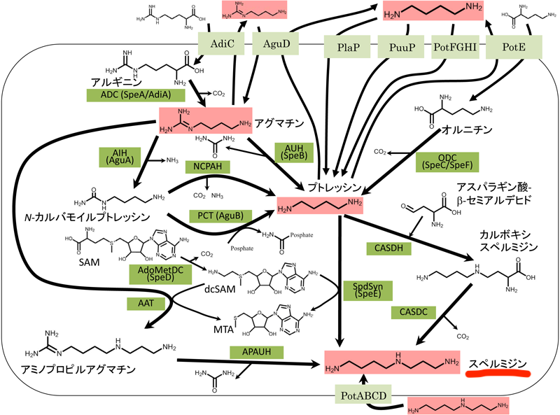 細胞内でアルギニンやオルニチンからプトレッシンを経てスペルミジンが合成される過程を示したポリアミン代謝経路の図