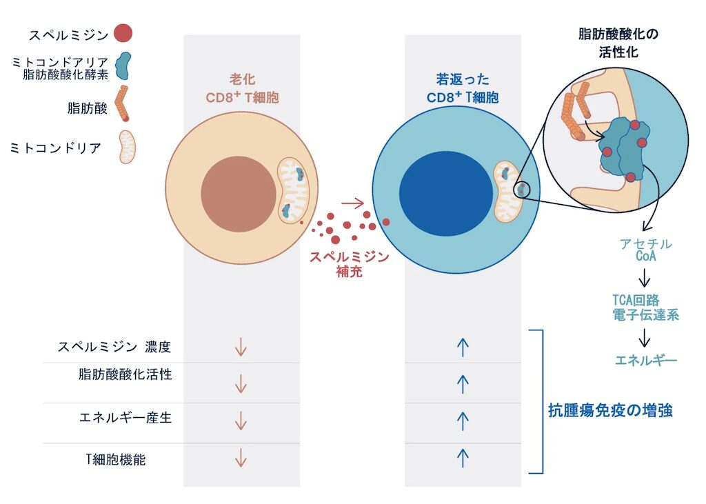 スペルミジン補充により老化したCD8+T細胞が若返り、脂肪酸酸化活性・エネルギー産生・T細胞機能が回復して抗腫瘍免疫が増強されることを示した京都大学の研究の図解
